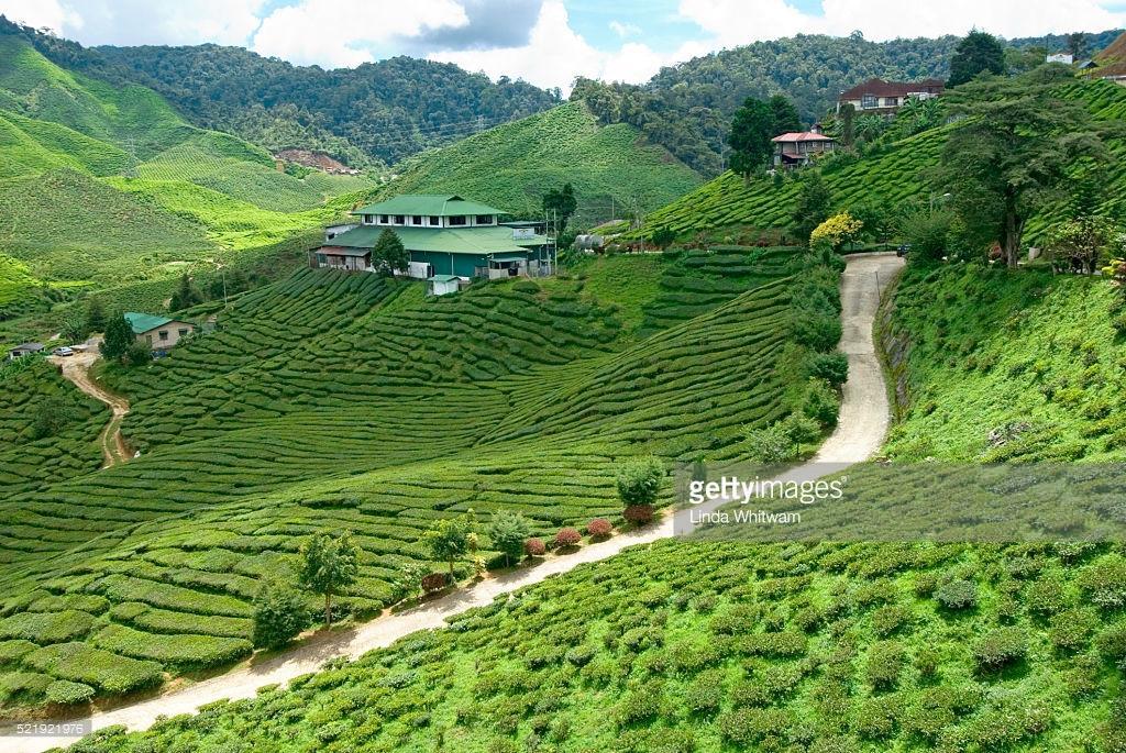 Muslim Boutique Apartment Cameron Highlands Exteriör bild